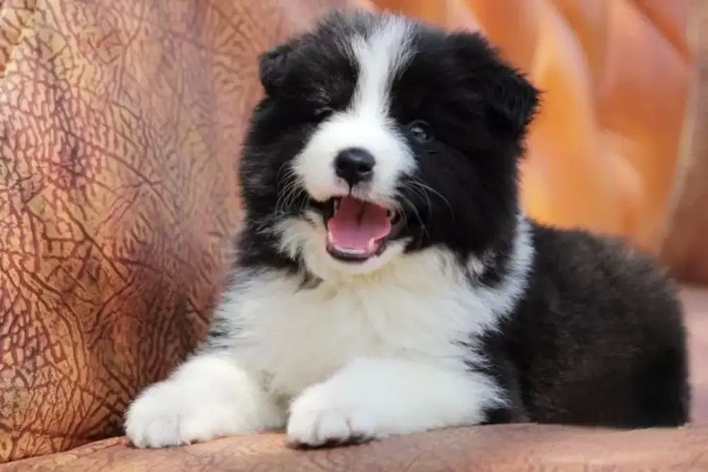 DIJUAL PUPPY ANJING BORDER COLLIE