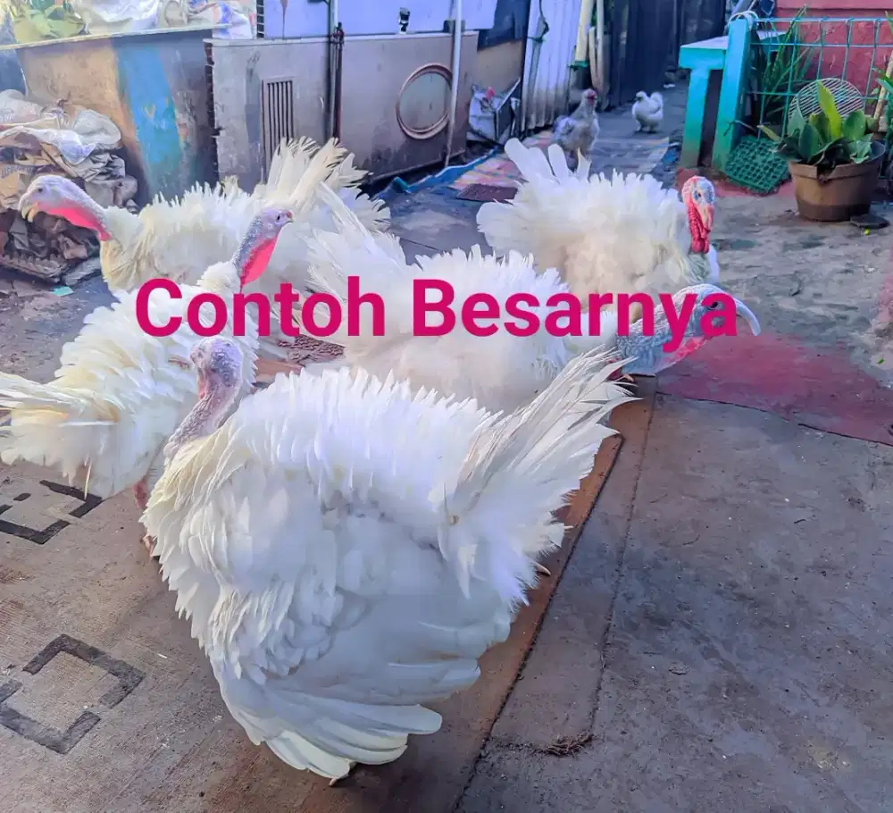 Anak Ayam Kalkun Asli