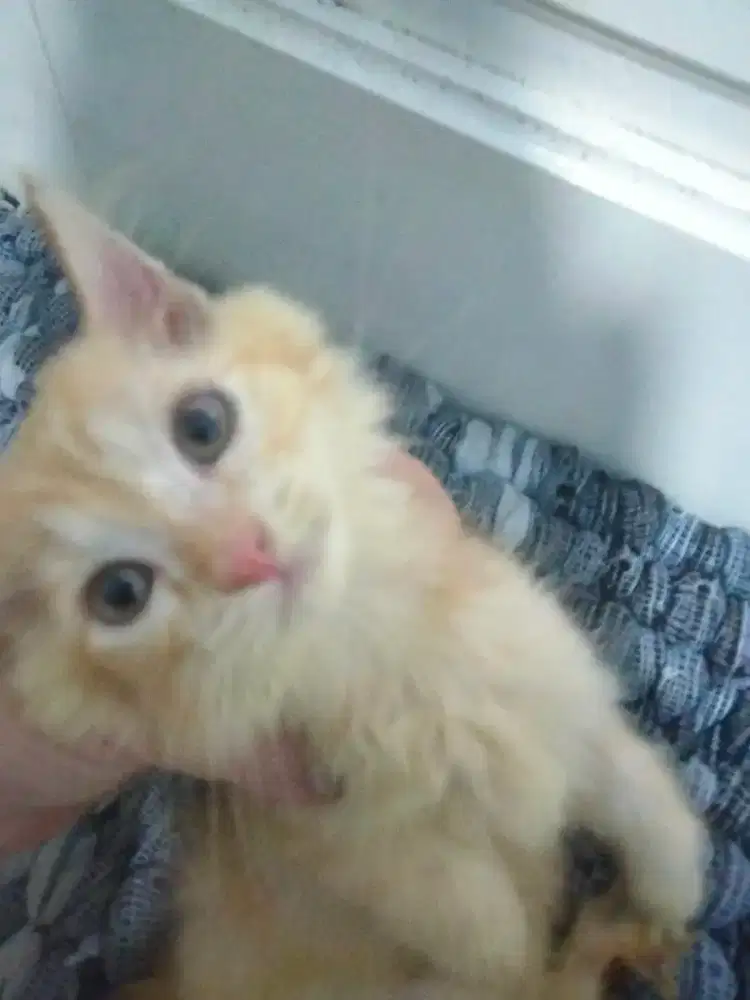 Peranakan Kucing Persia Anggora Mix