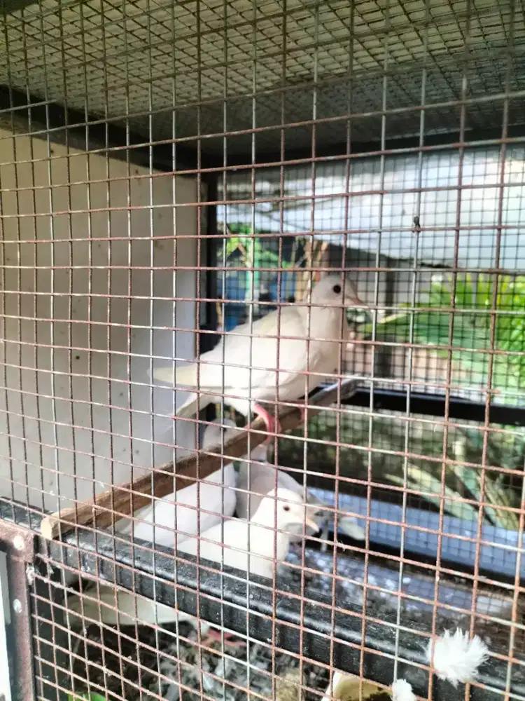 PUTER PELUNG MM diskon