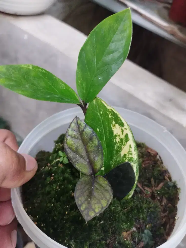 Tanaman zamia variegata x zamia black raven