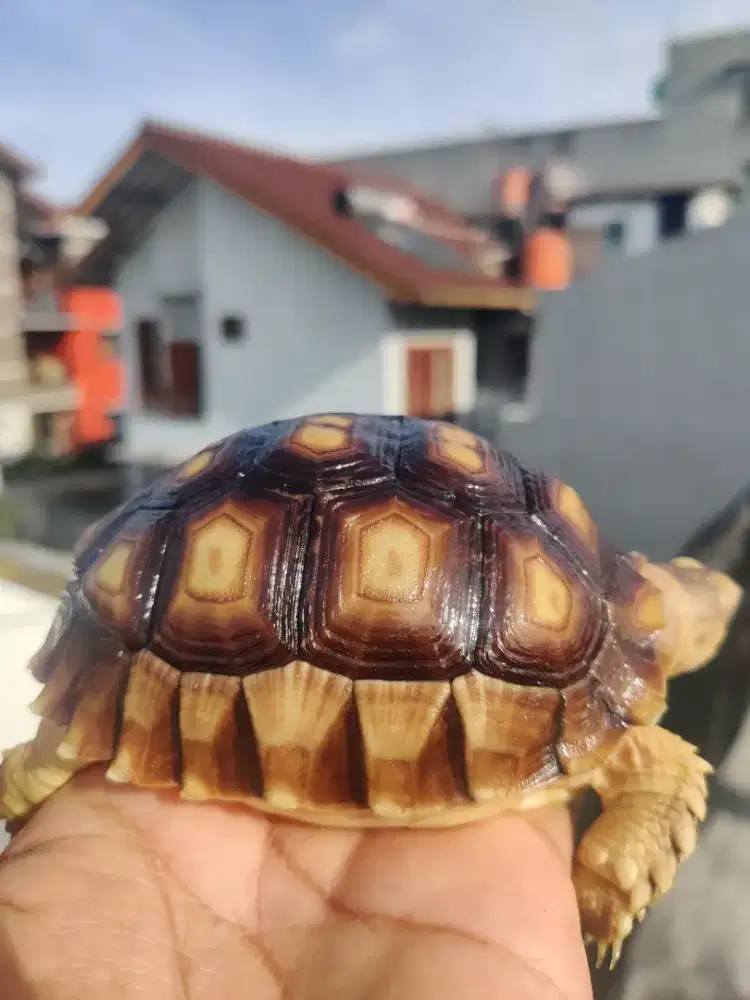 Kura kura Sulcata 10cm