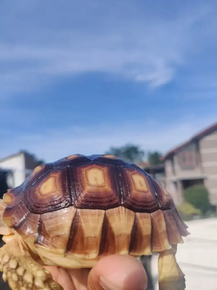 Kura kura Sulcata 7,5cm