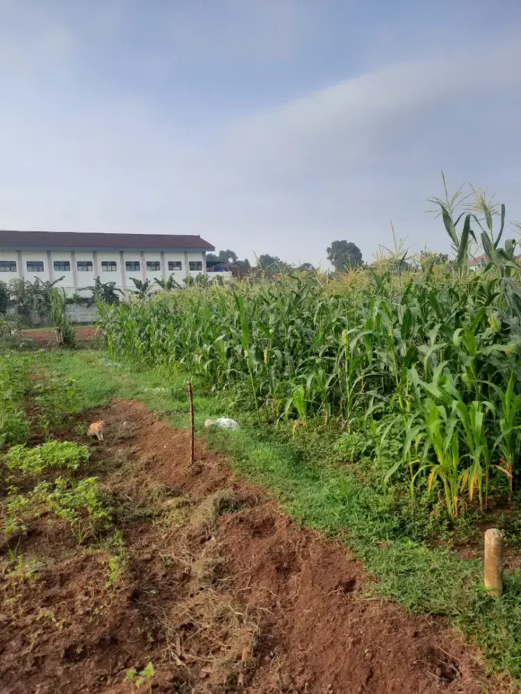Dijual Tanah Kebon