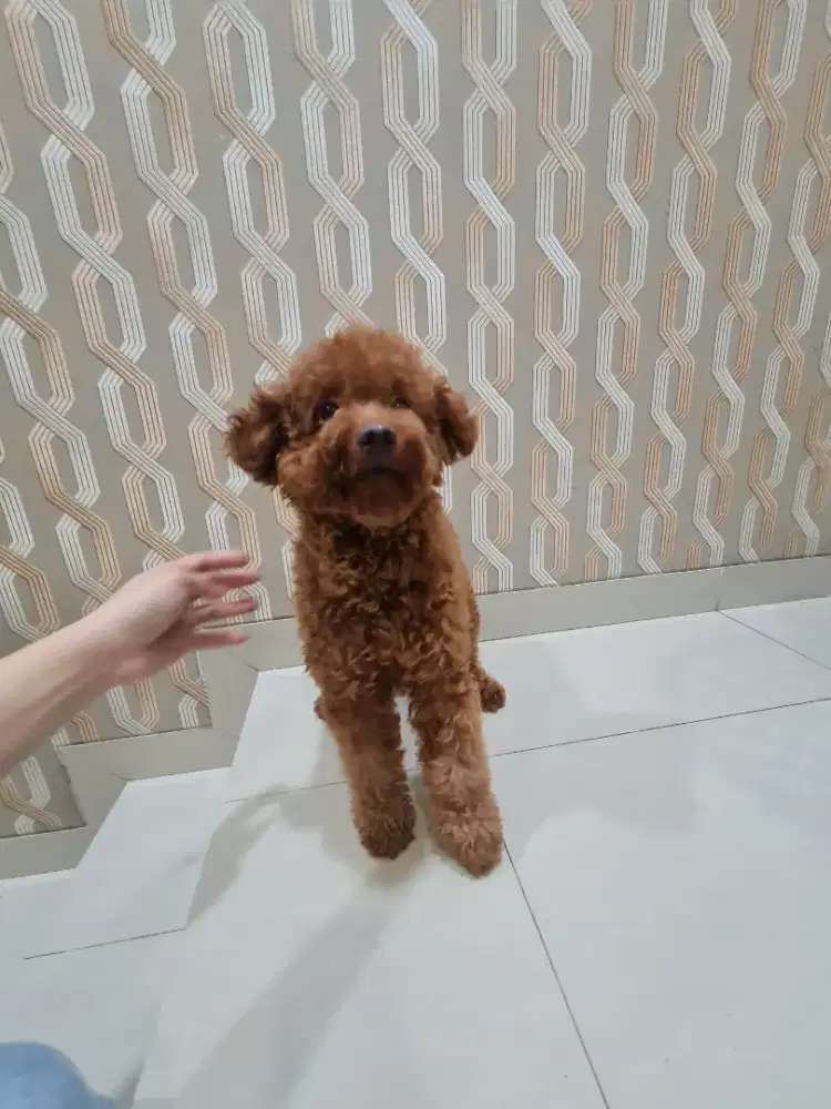 JANTAN  FAWN TEACUP POODLE