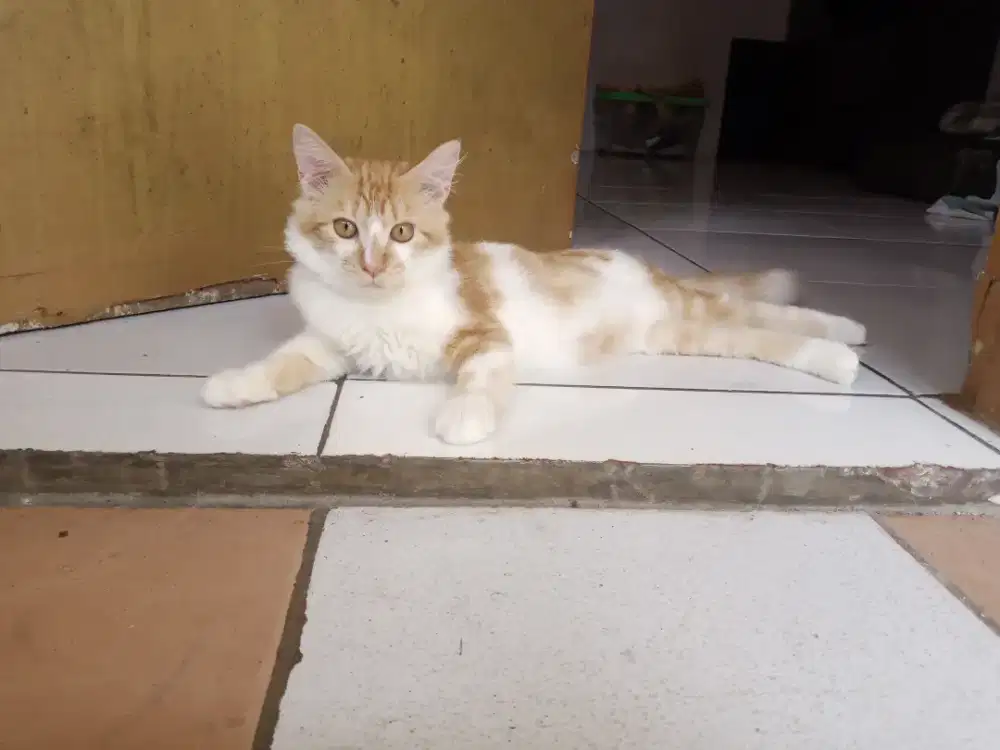 Kucing persia oren