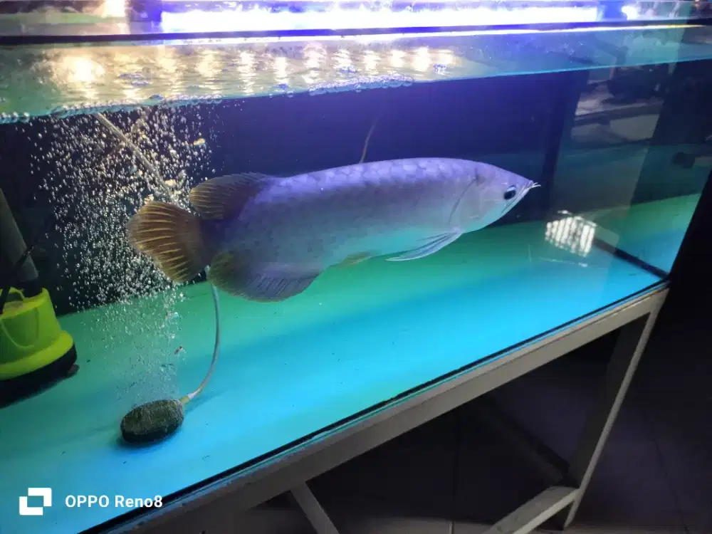 ikan arwana Green fino