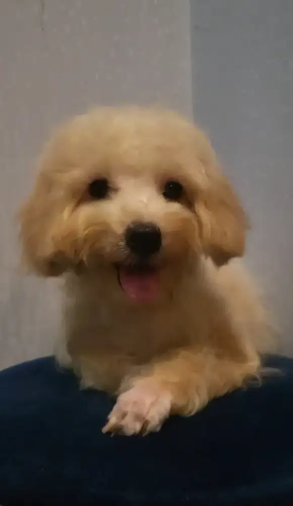 Tiny poodle STAMBUN MICROCHIP