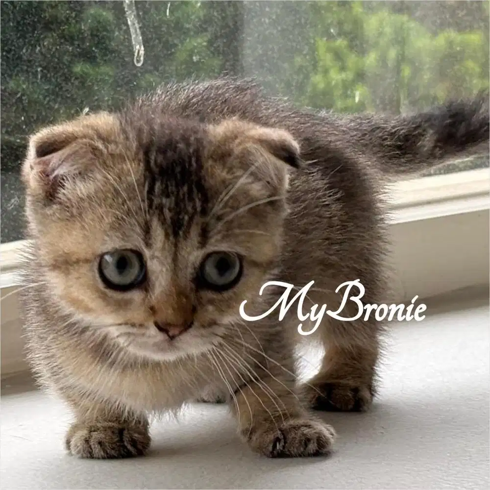 Kucing munchkin gaelic fold betina