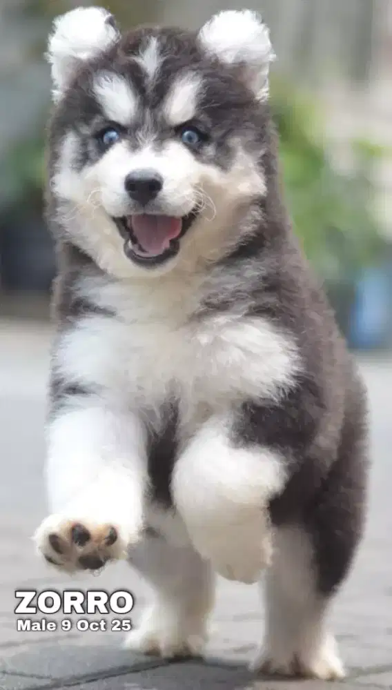 Siberian Husky hitam jantan •ZORRO•