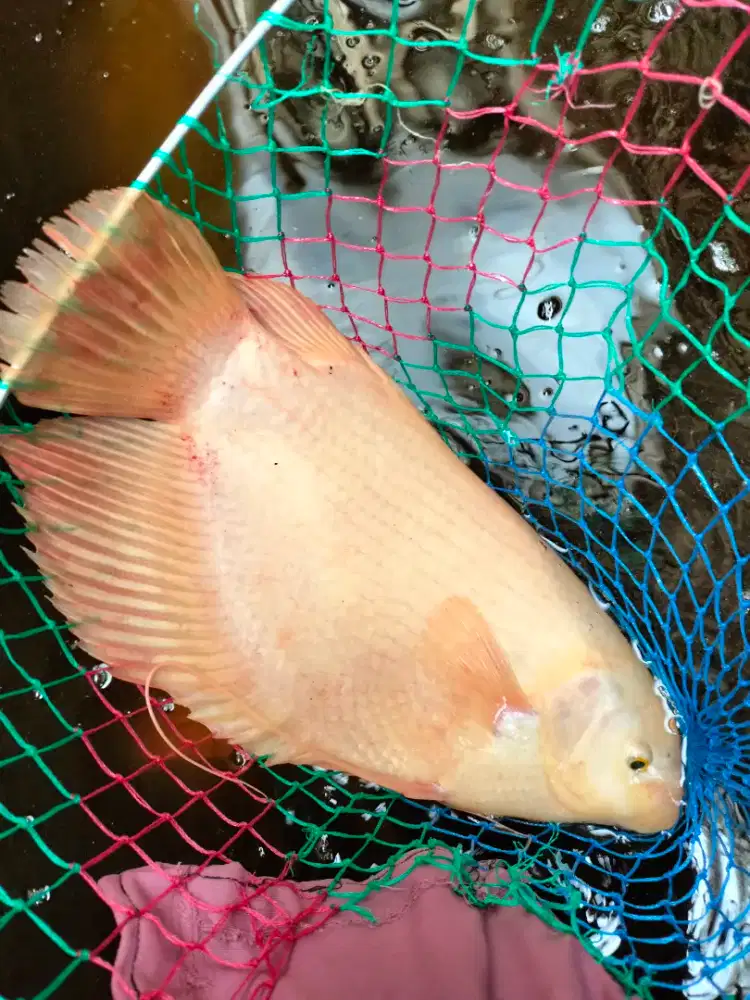 ikan gurame Padang indukan