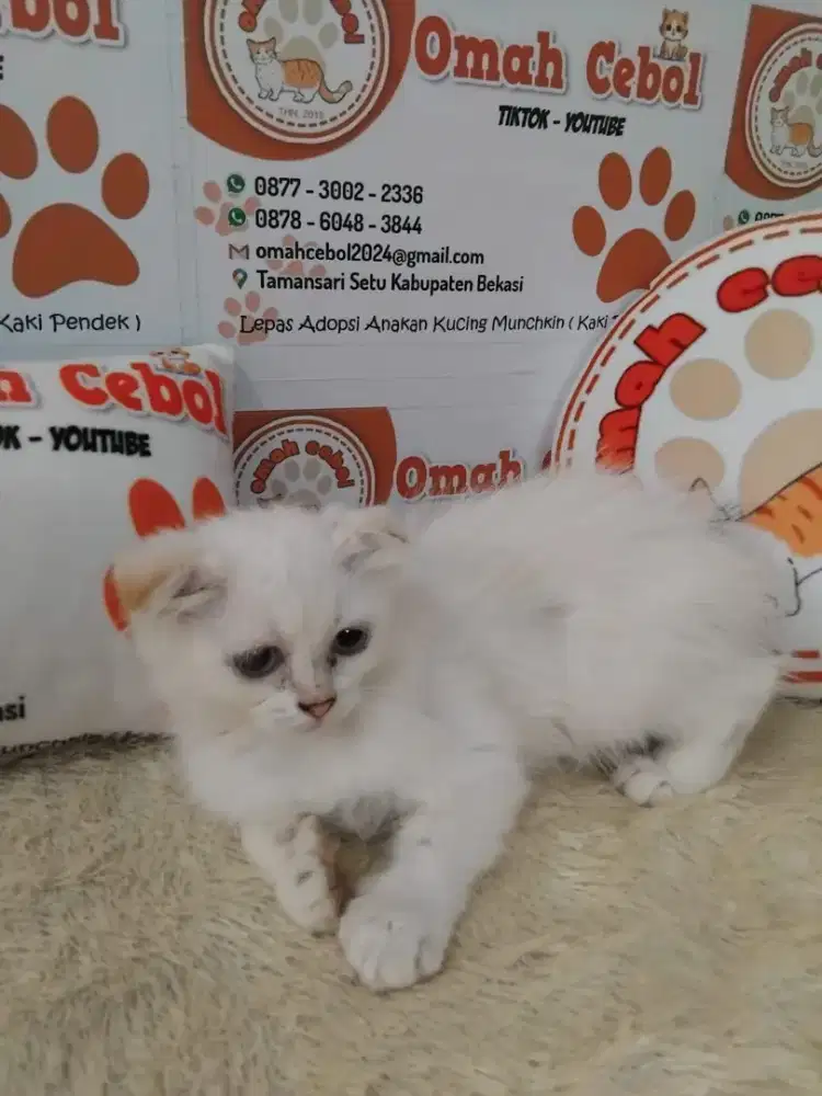 Kitten Scottish Fold Betina