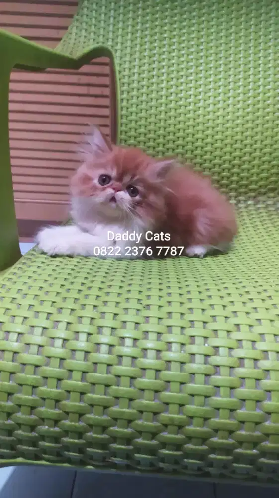 Kitten Persian Betina 2 Bln