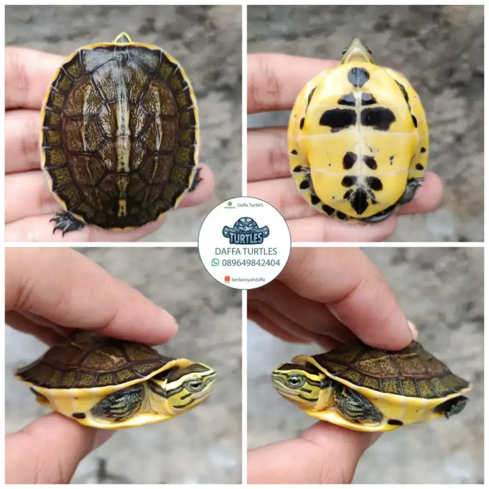 Kura kura baby ambon batok
