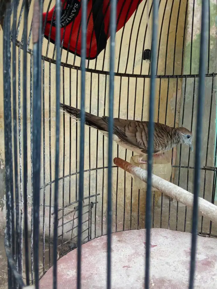 Burung Perkutut Lokal