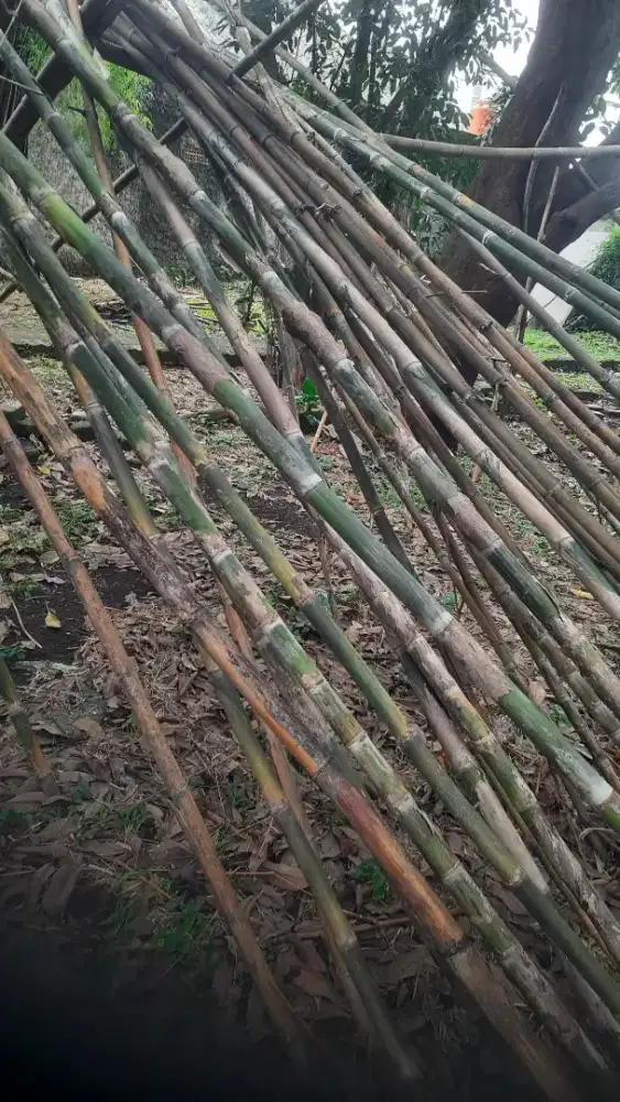 Jual Bambu Jepang