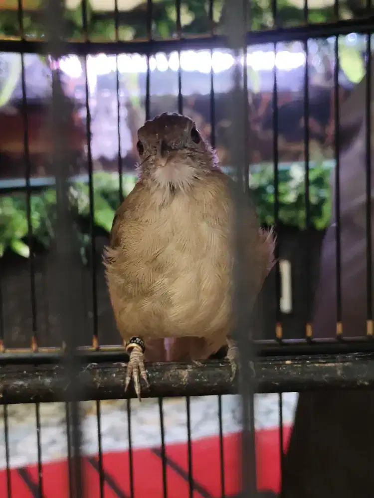 Burung kapas tembak baru beres mabung