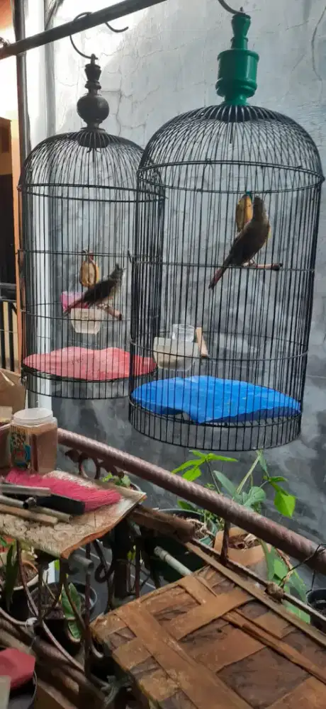 jual jenggot  jawalaki an dan betina