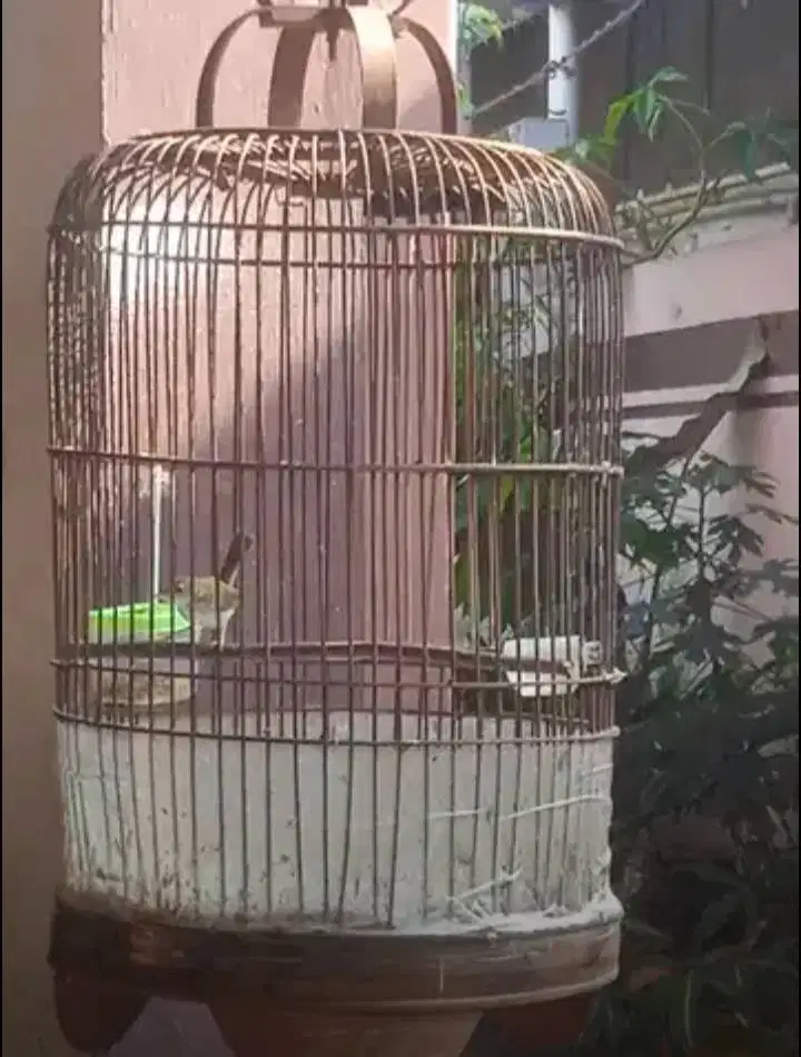 Prenjak Bawah Prozpekan