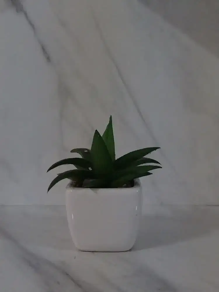 Tanaman Palsu - HSC 2025