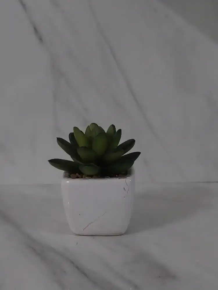 Tanaman Palsu - HSC 2025