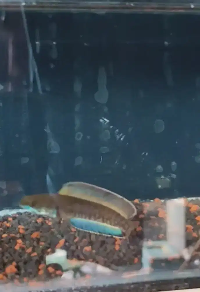 Chana andrao size 8cm