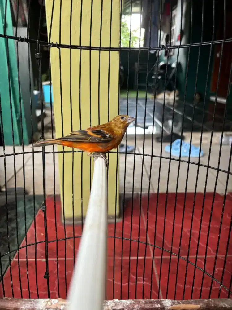 Mule Siskin Rajin Bunyi