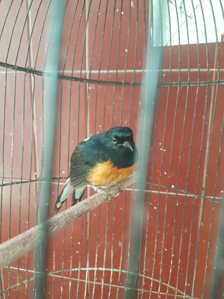 Muray betina usia mapan