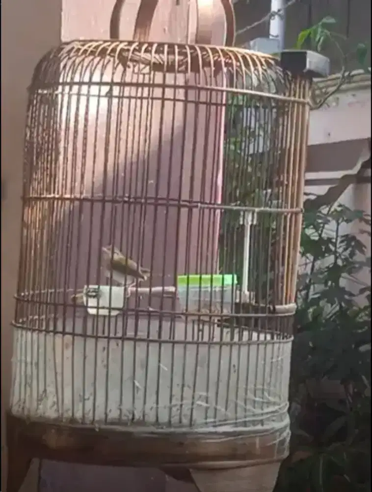 Prenjak Bawah Prozpekan