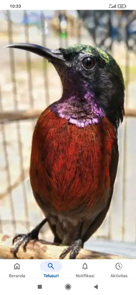 burung kolibri dacok