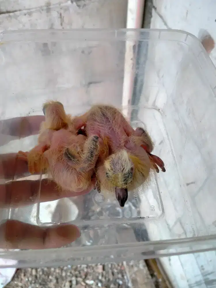 Anakan burung merpati