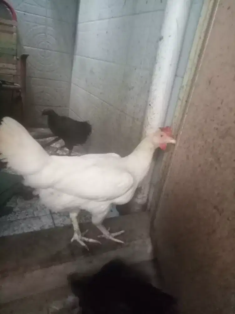 Dedara pelung 1th jumbo-full putih A3B1, siap pro.