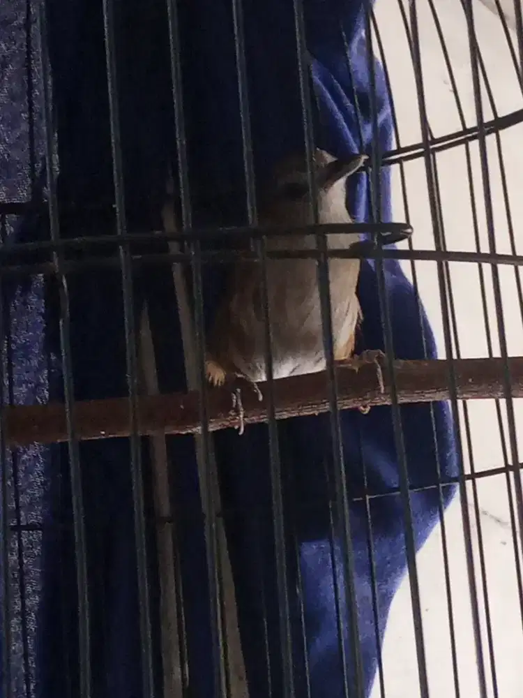 Jual Timi / wambi mini lokal