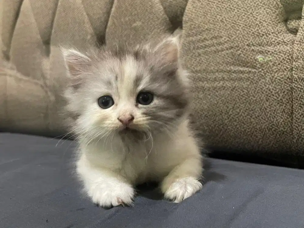 Kucing kitten bsh mix persia calico