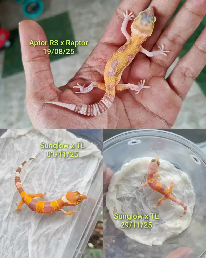Leopard Gecko 3ekor Paketan Murah