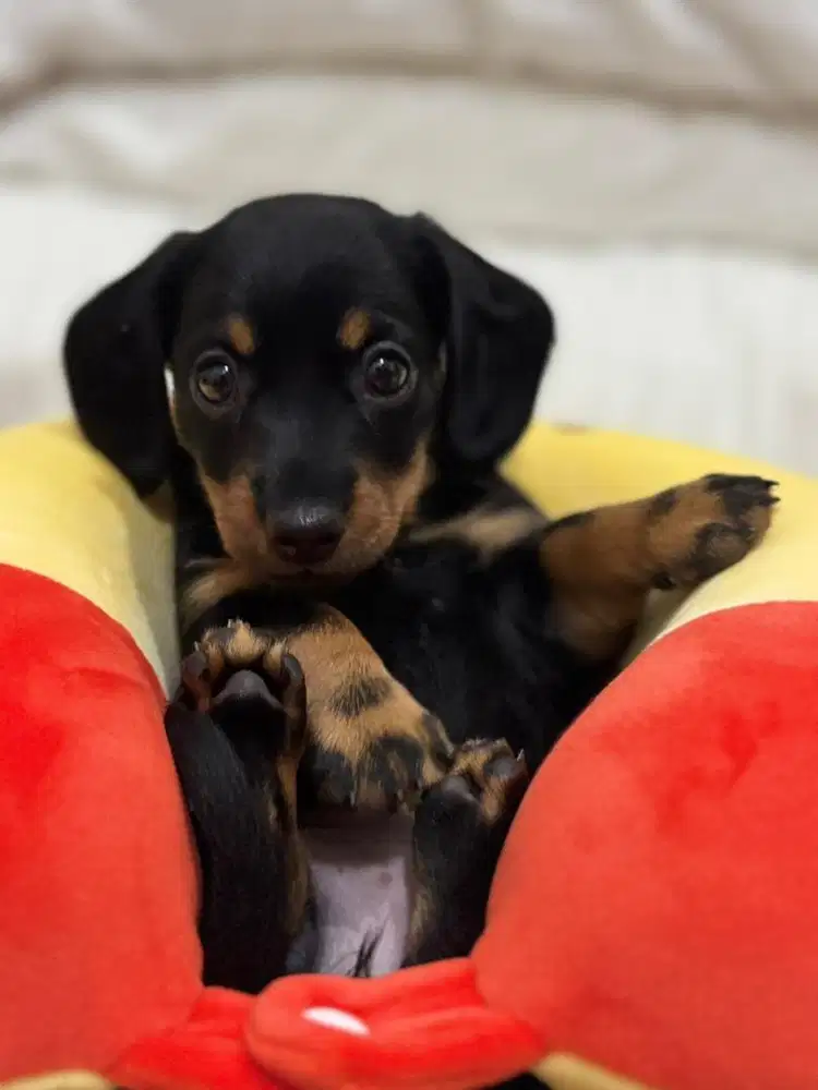 Open Adopt Pure Tekel Stambum chip