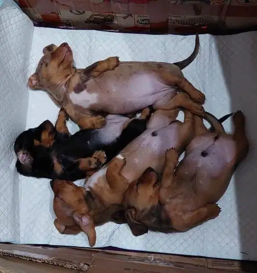 Open Adopt Pure tekel stambum