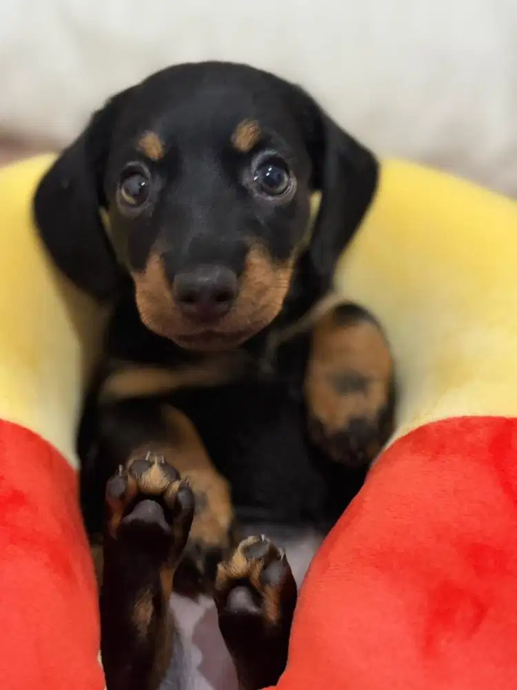 Open Adopt Pure tekel stambum Good Quality