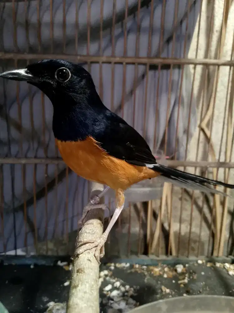 Murai medan Pastol rajin