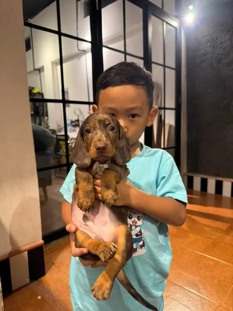 Open Adopt Pure Tekel High Quality Stambum