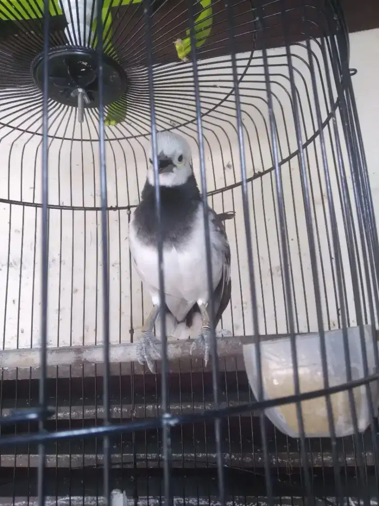 Jalak hongkong kaki deker ringjinak bisa di elus2