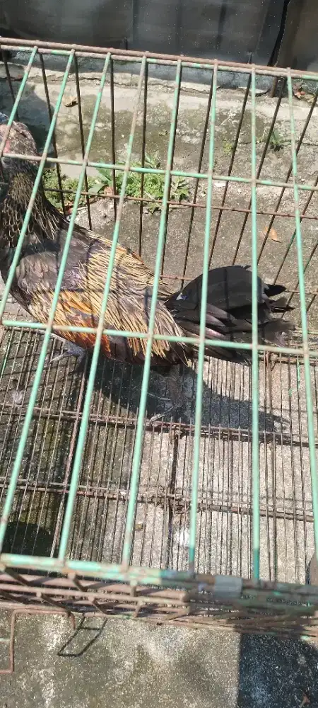 aym bekisar msh muda ? sdh rajin bunyi..