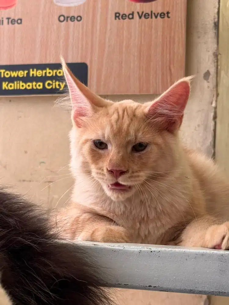 Pure Mainecoon Kitten