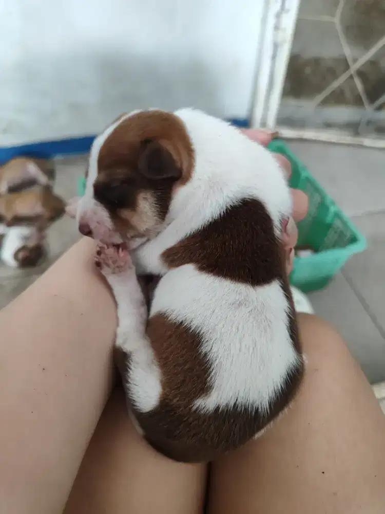 DIJUAL anak anjing Pitbull (male) mix kampung (female)