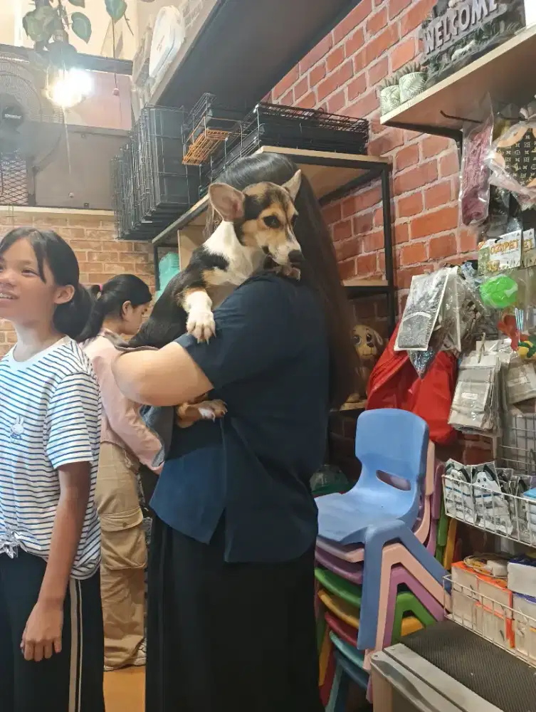 Welsh Corgi pembroke