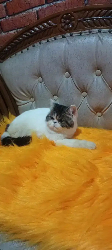 3 ekor exo jantan di borong