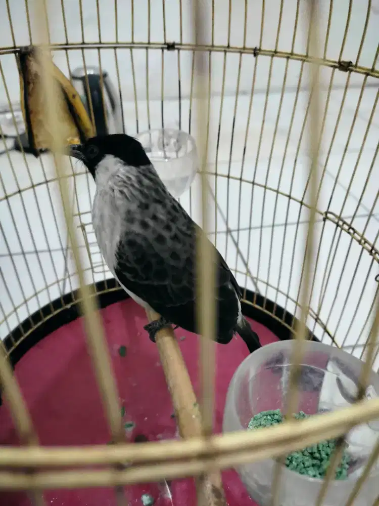 KUTILANG JINAK JANTAN TULEN