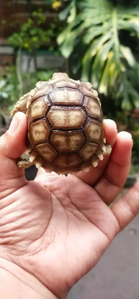 kura kura sulcata