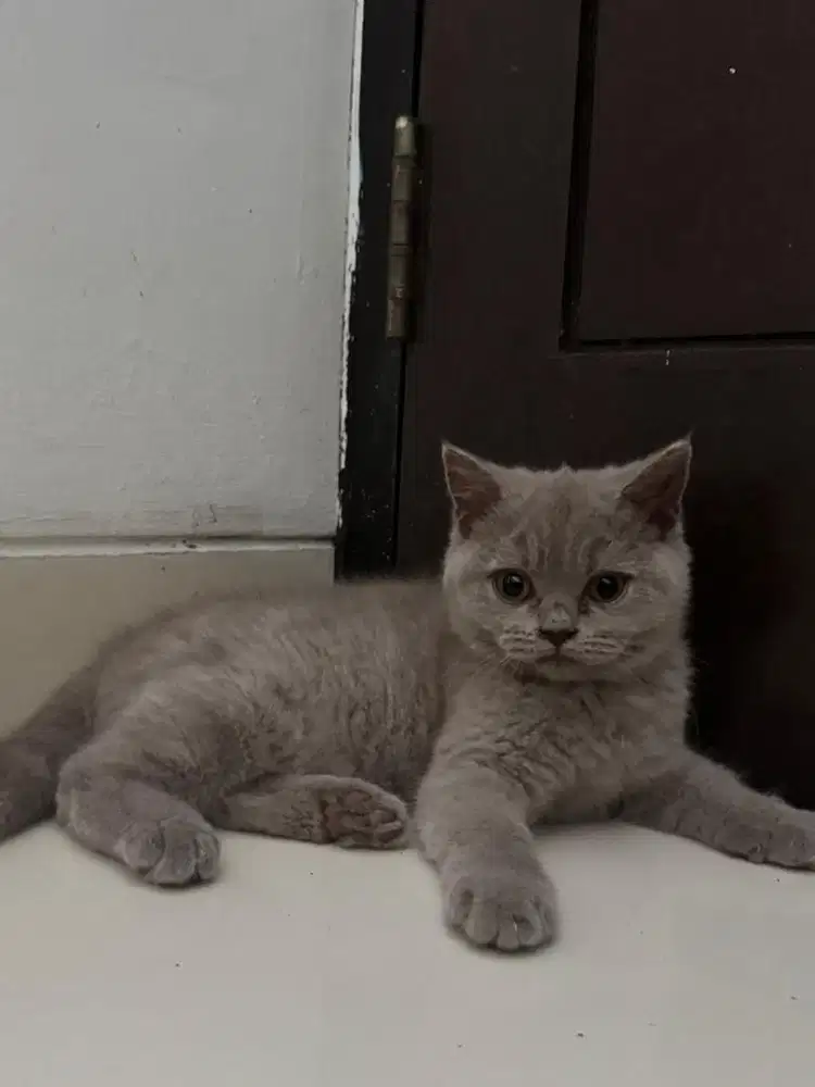 Kucing lilac ada wrna coklatnya