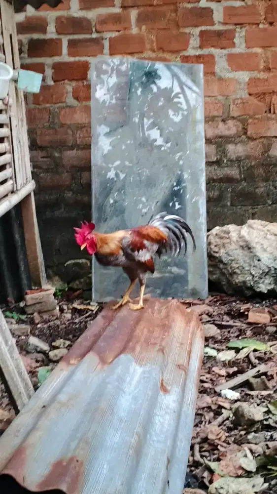 Ayam Kate sepasang
